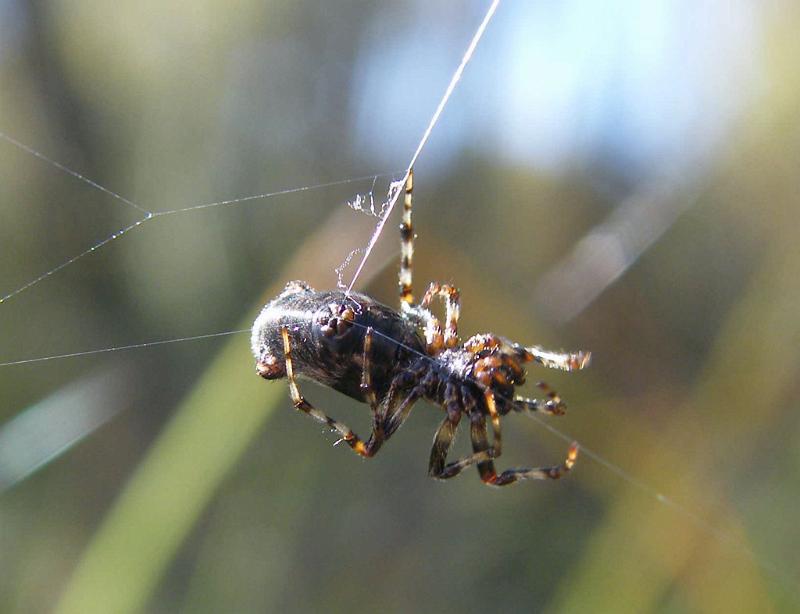 Cyclosa_tribolata_D5995_Z_87_Home Wendy Eiby_Australie.jpg